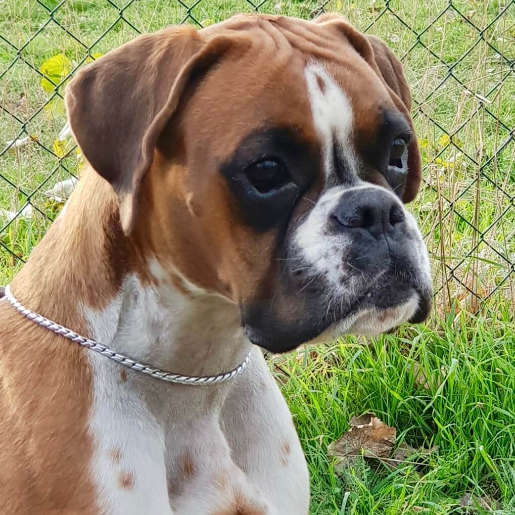 deutscher-boxer-arya-bresicke