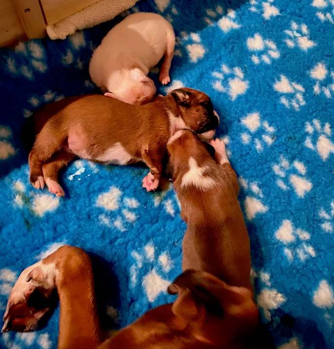 boxerwelpen deutscher boxer