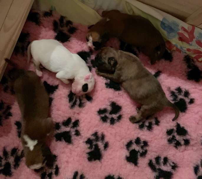 boxerwelpen aus deutschland