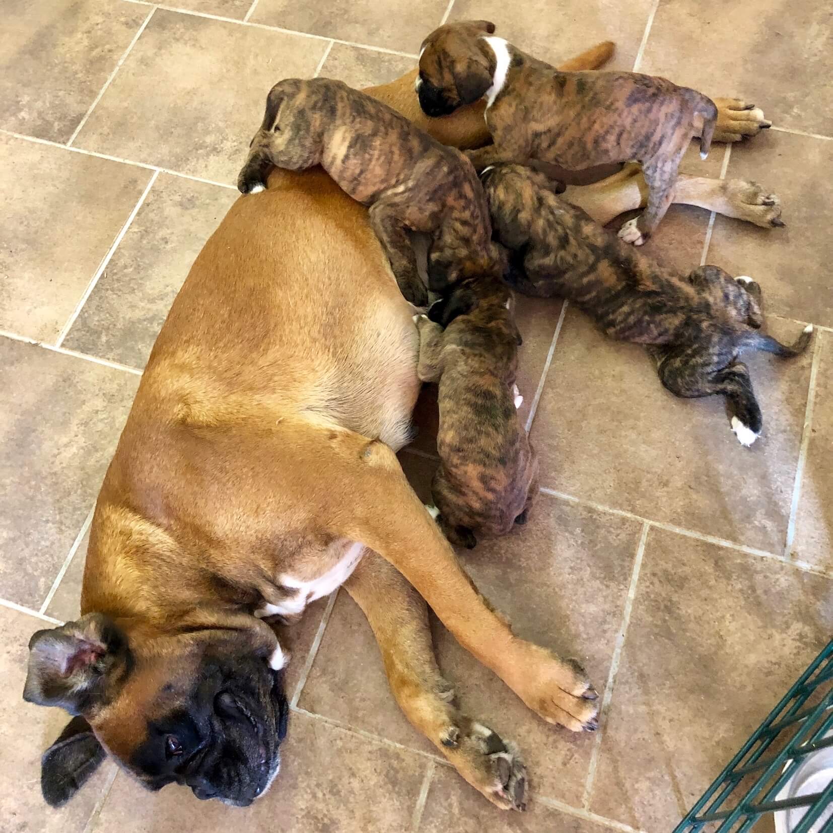 boxerwelpen Sachsen chemnitz