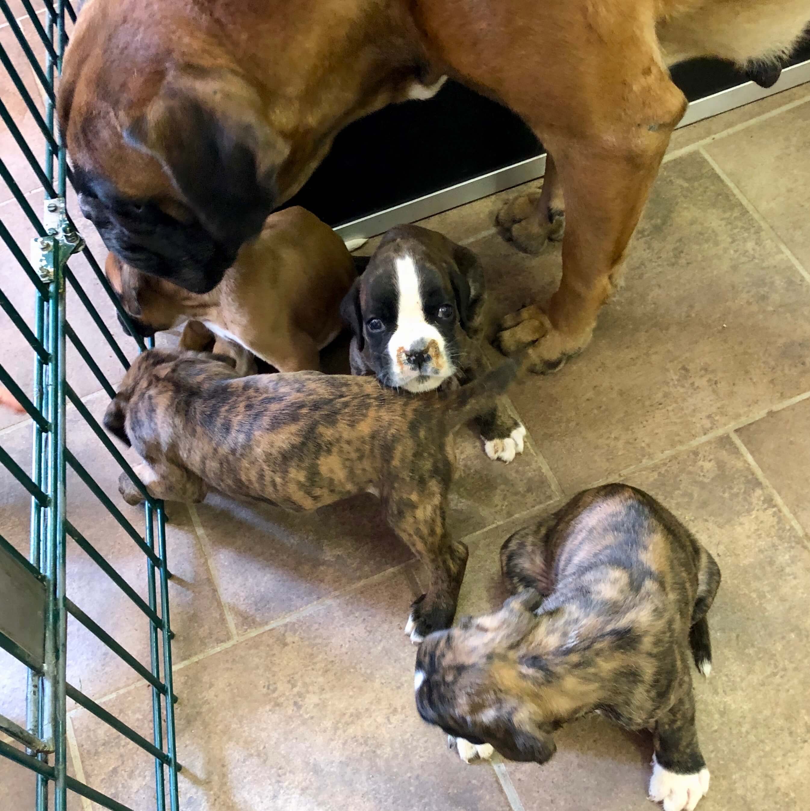 boxerwelpen chemnitz