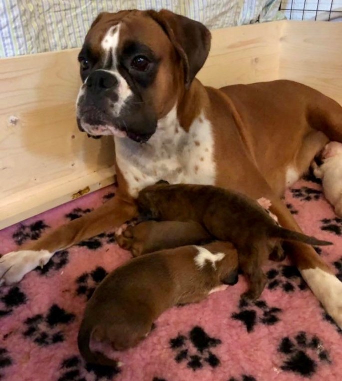 welpen von deutschen Boxern