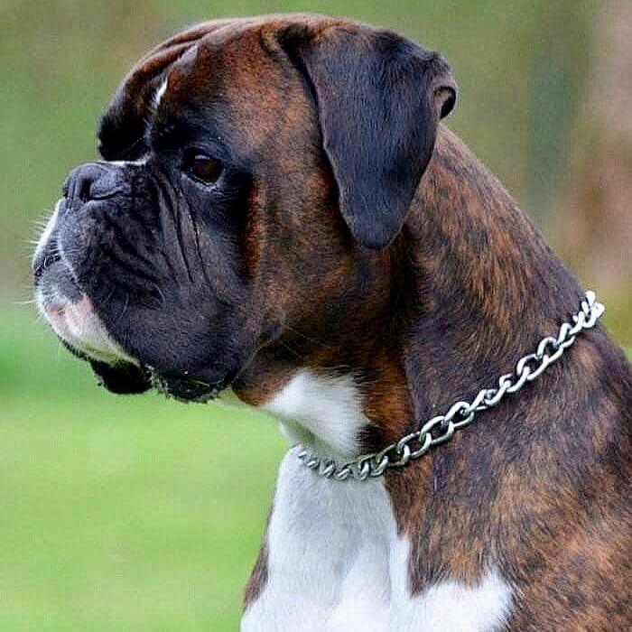 deutscher-boxer-srius-bresicke