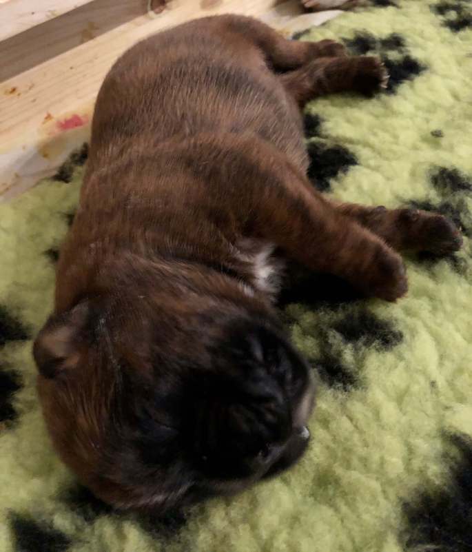 Hundewelpen aus Sachsen