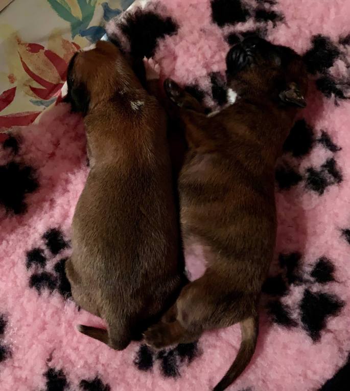 Hundewelpen deutscher boxer