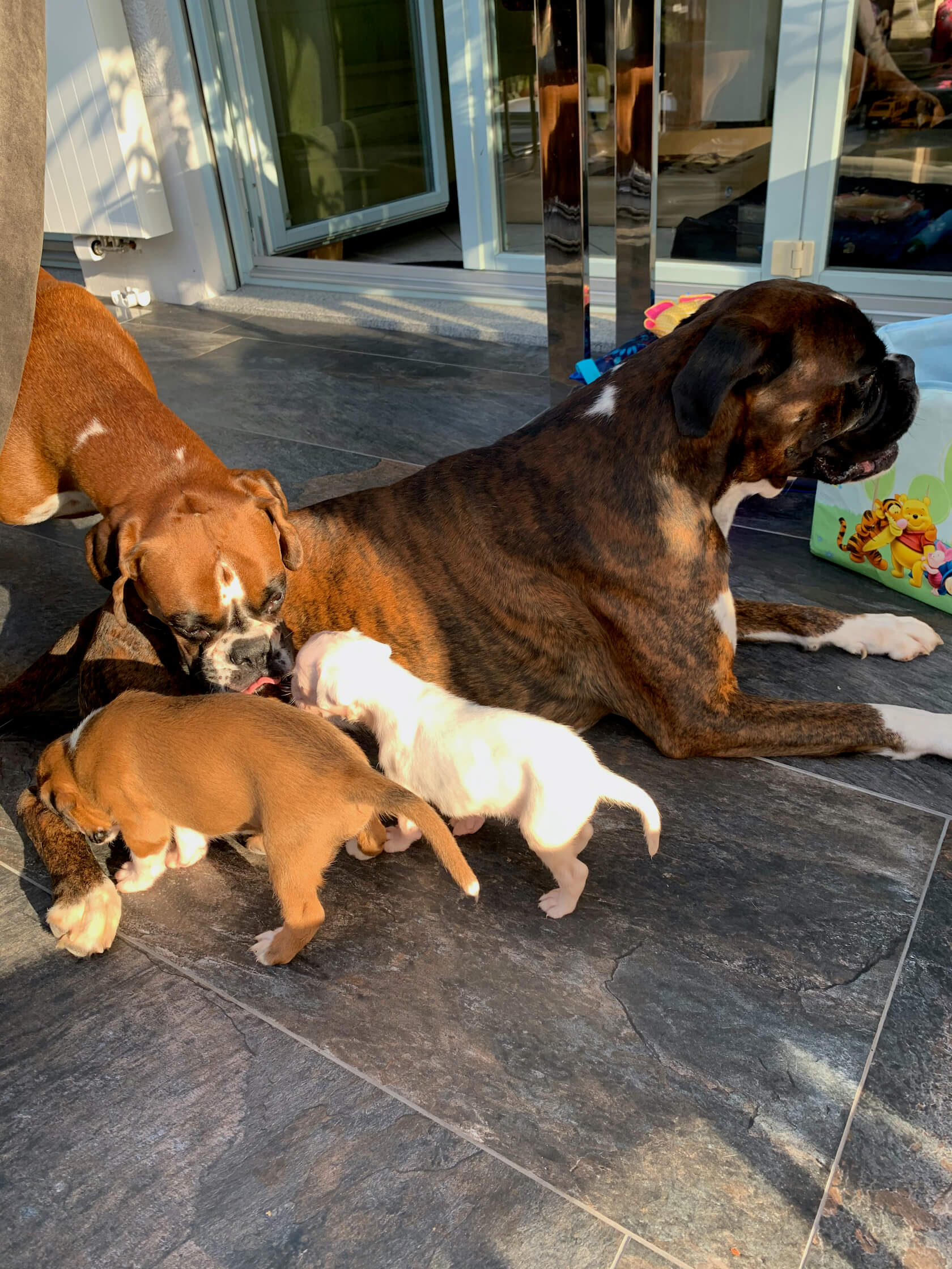 boxerwelpen von arya und sirius