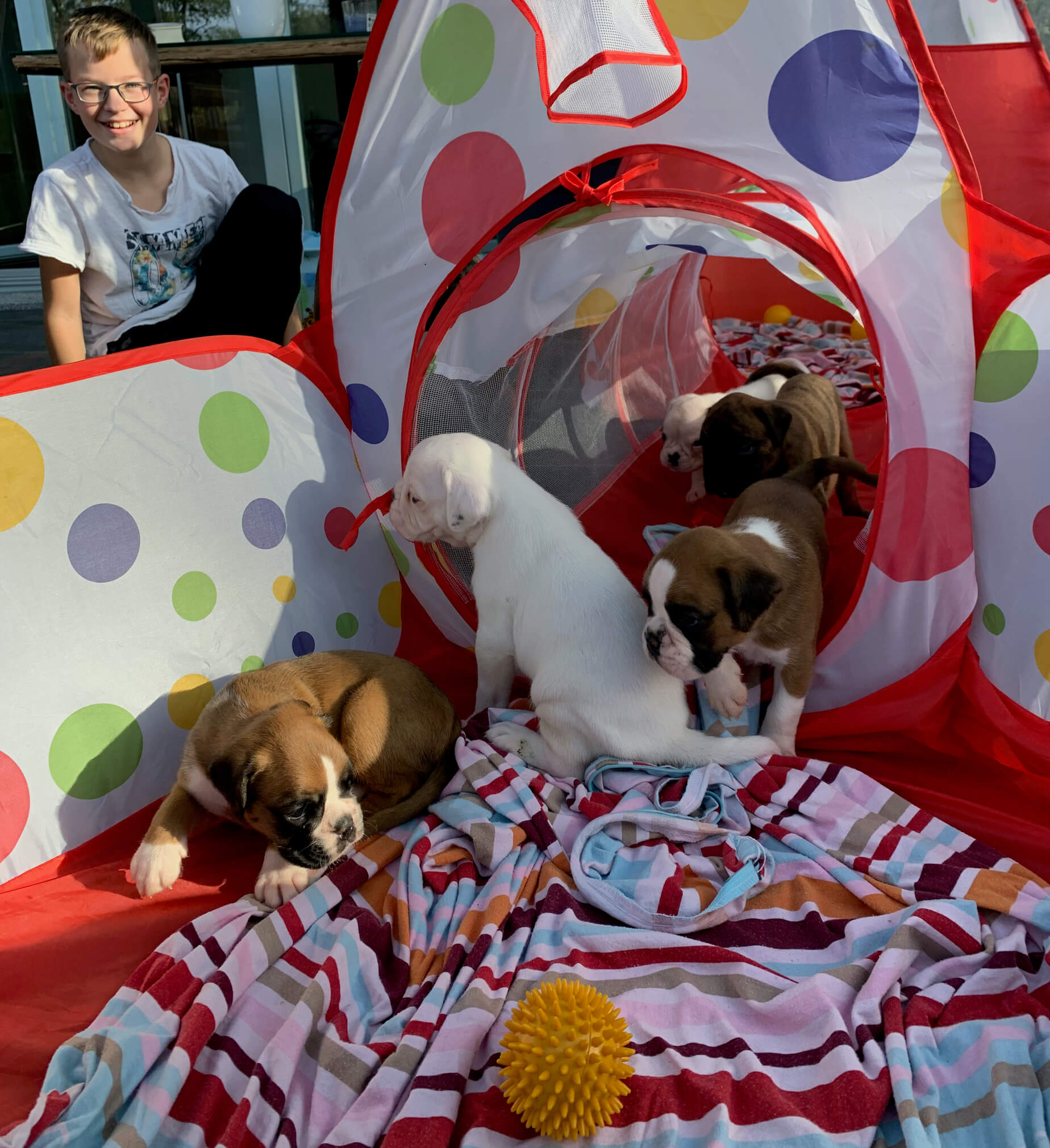 boxerwelpen beim spielen