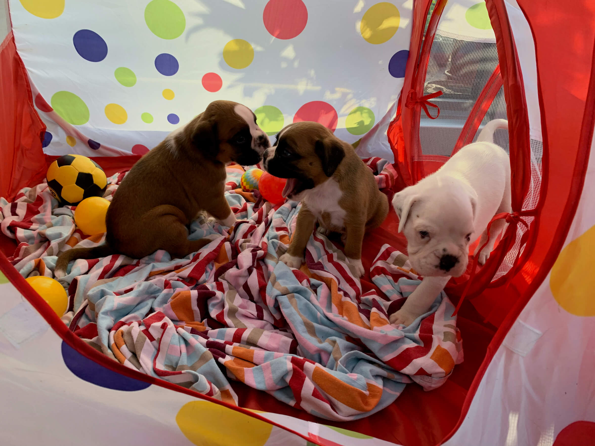 boxer junge beim spielen