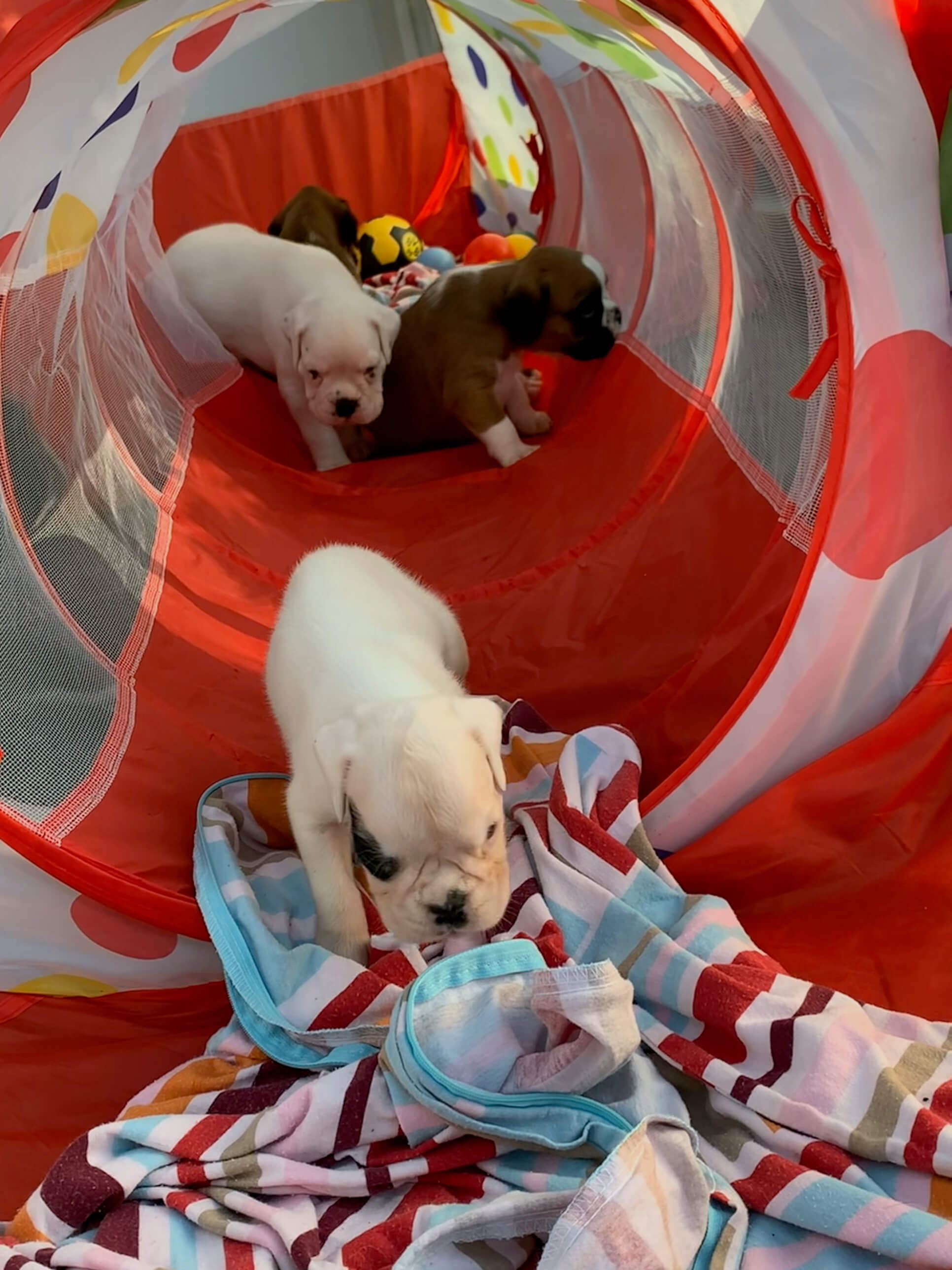 Hundewelpen beim spielen