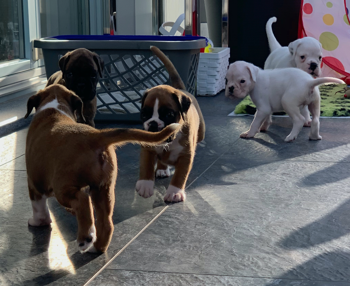 boxerwelpen aus Sachsen