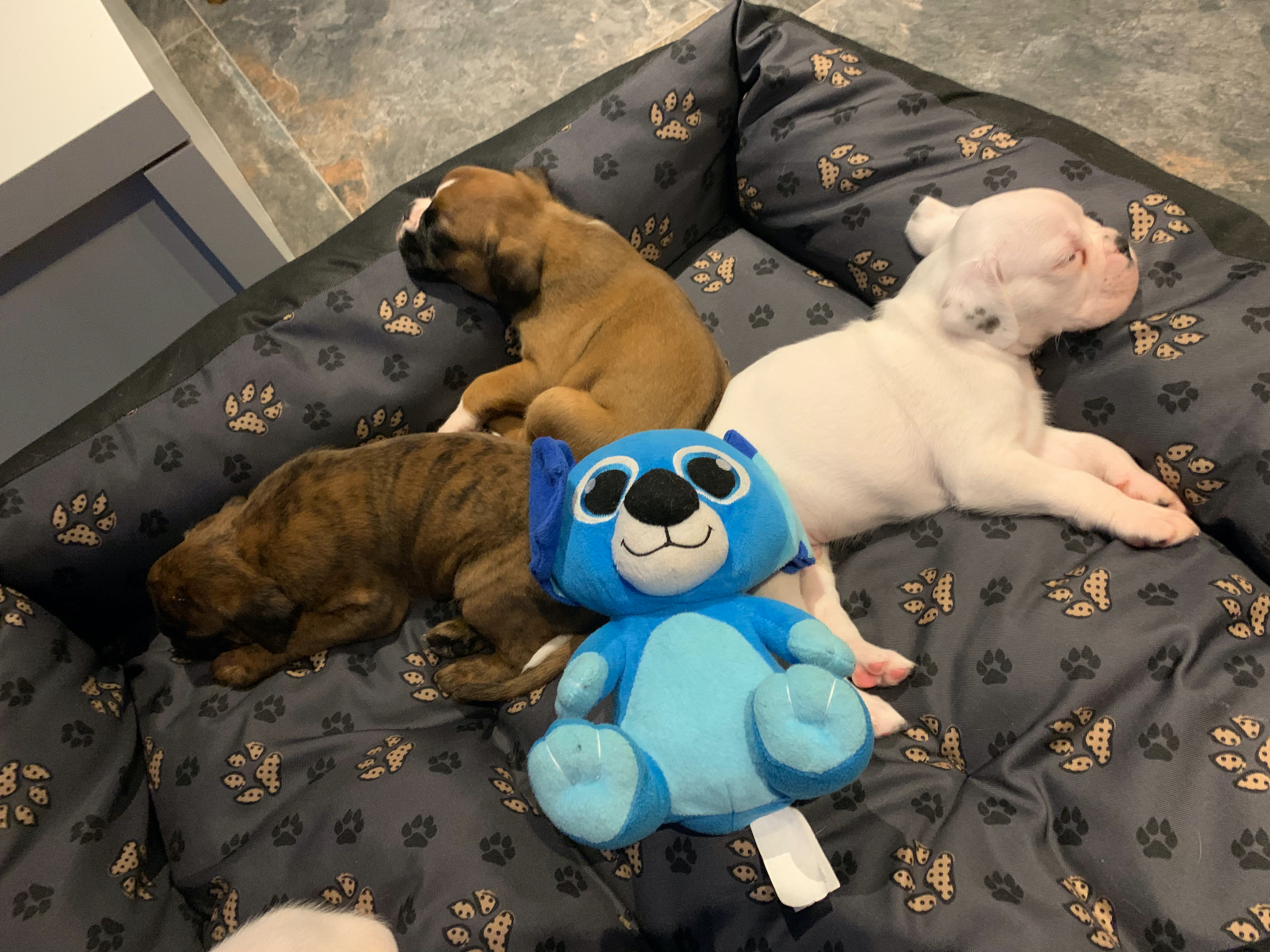 boterwelpen sehr schön