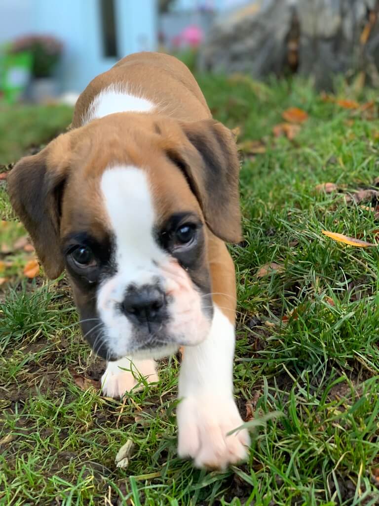 Allegra von der via Caprea