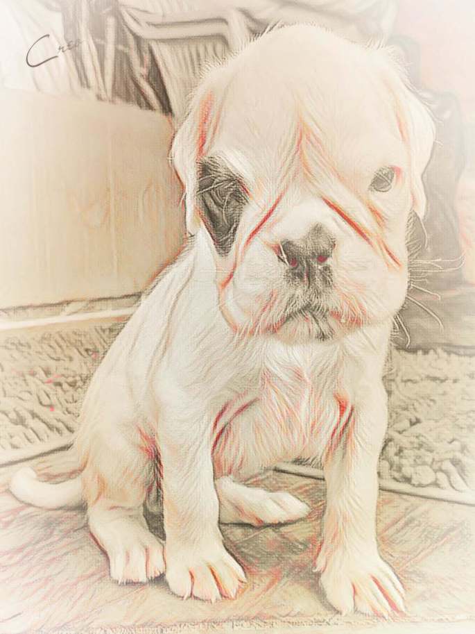 boxerwelpe alaska von der via caprea