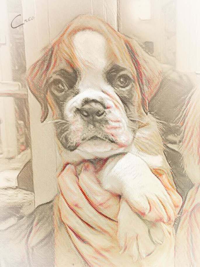 boxerwelpen Allegra von der via caprea