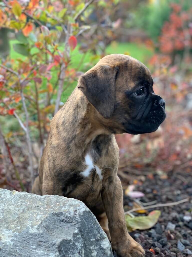 Avanti von der via Caprea