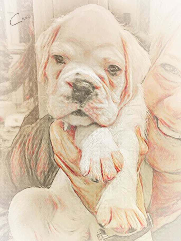 Hundewelpe amboss von der via caprea