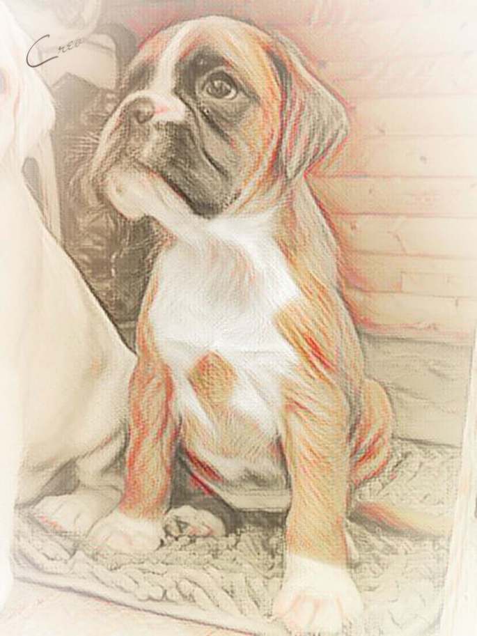 hundeweplen alani von der via caprea