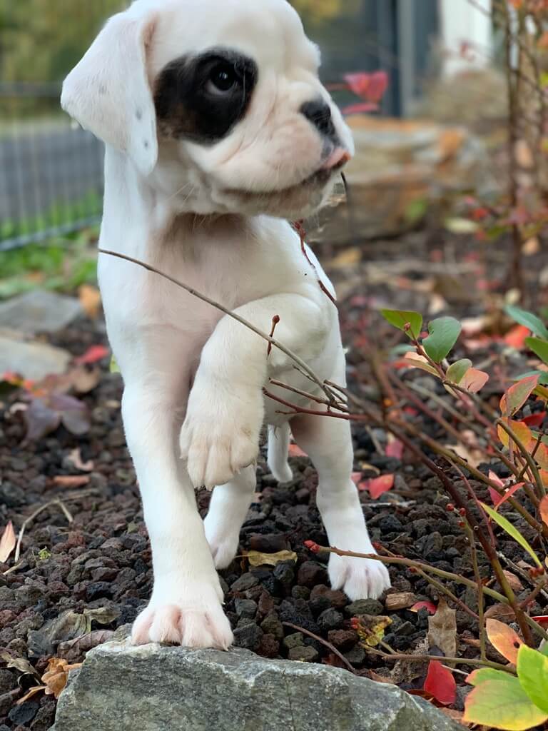 Alaska von der via Caprea