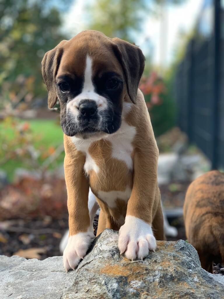 boxerwelpe Alani von der via Caprea