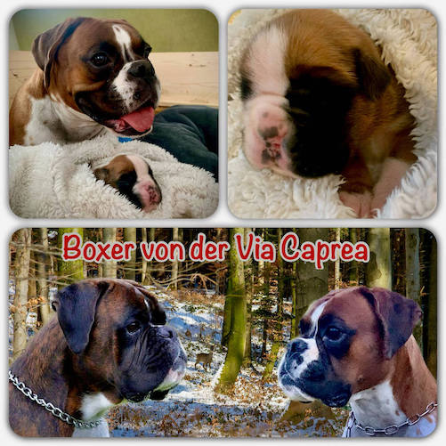 Zwinger von der via caprea chemnitz