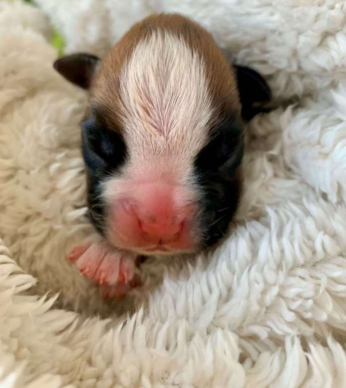 boxerwelpen aus chemnitz