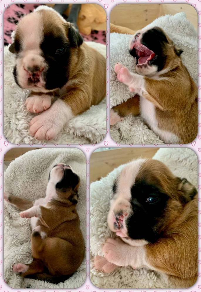 boxerwelpen aus Sachsen