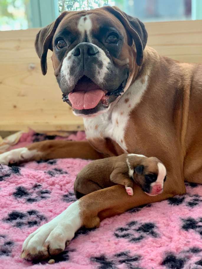 arya Bahia von der via caprea