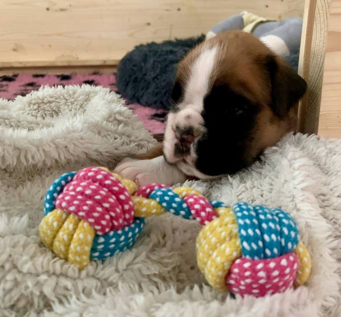 boxerwelpe Hündin
