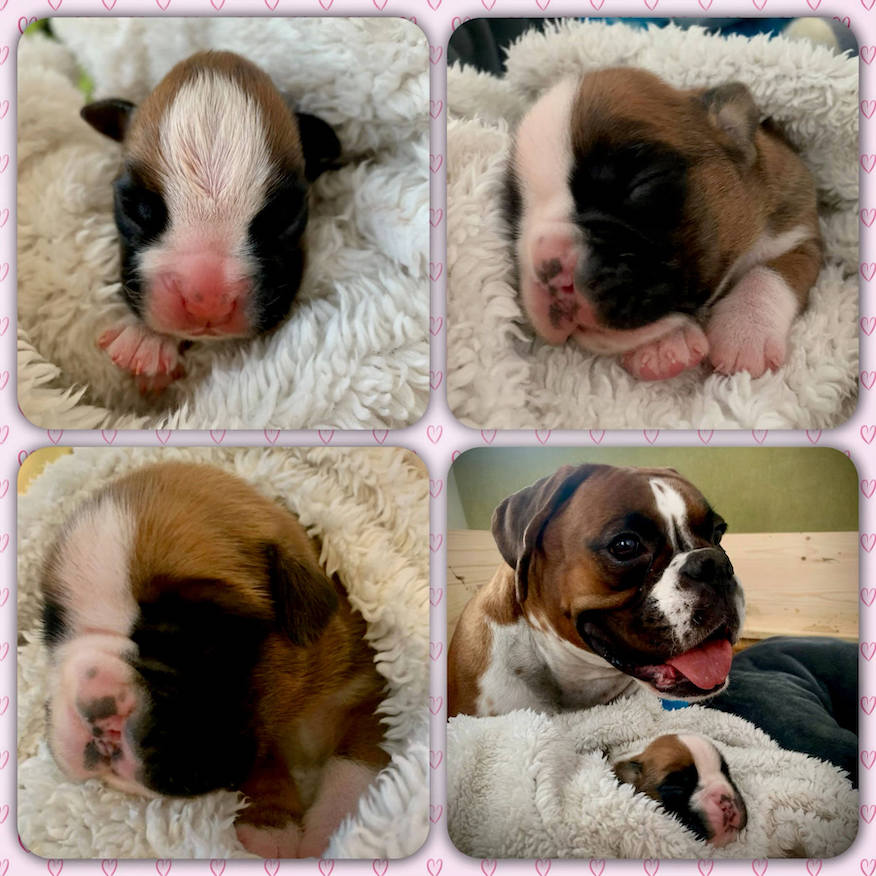 deutsche boxer mit papieren