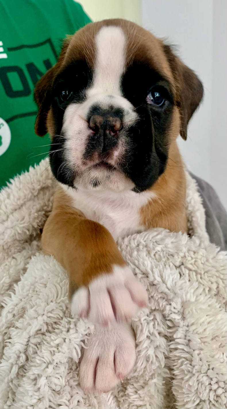 Welpen deutscher boxer Sachsen