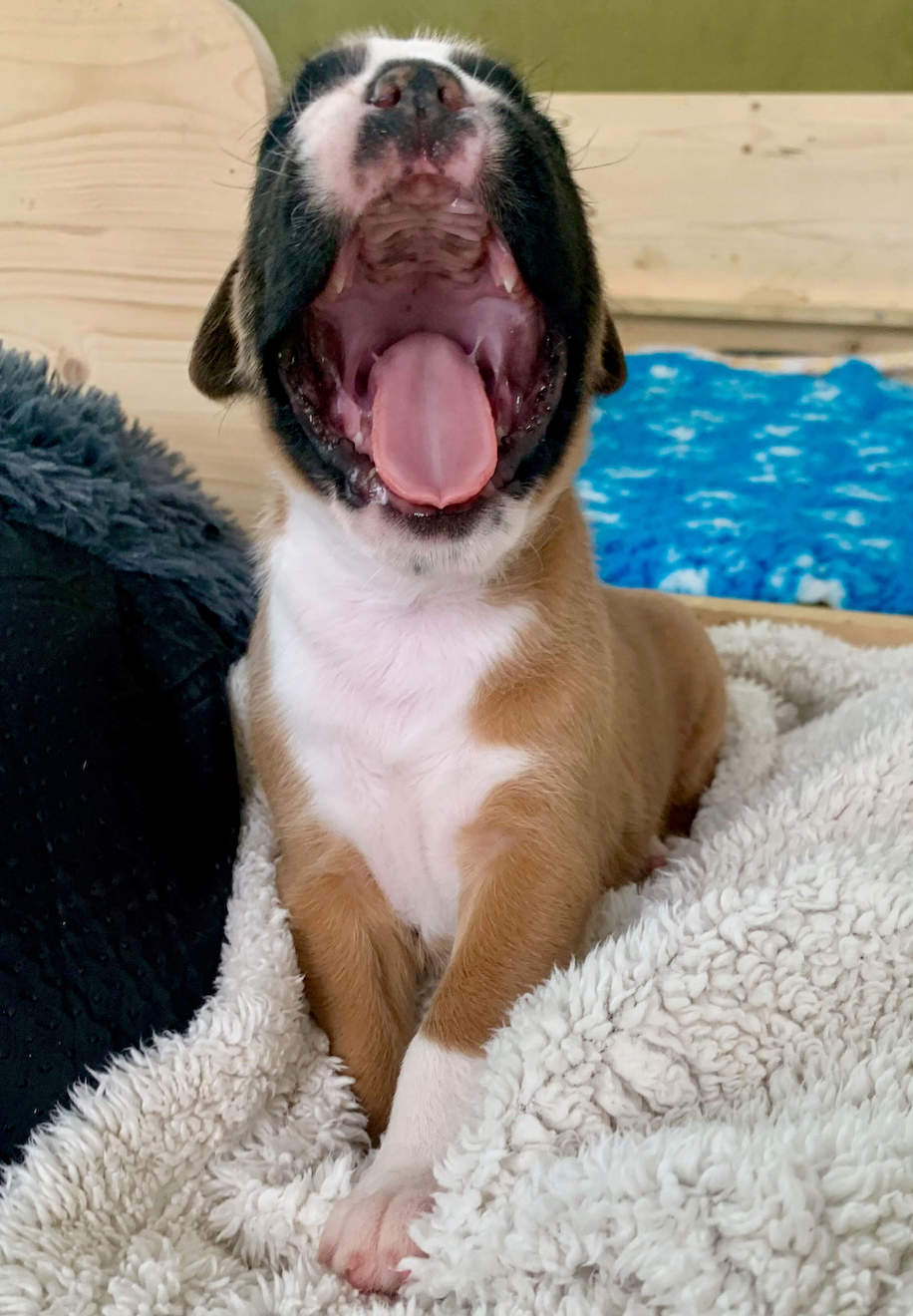 gähnender boxer Welpe