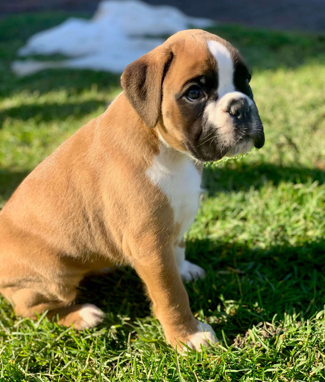 Bahia Welpe deutscher Boxer