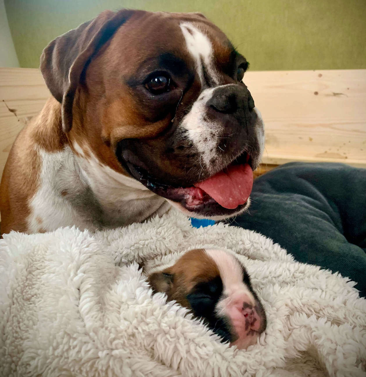 arya von der via caprea