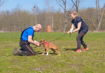 boxerwelpen aus chemnitz