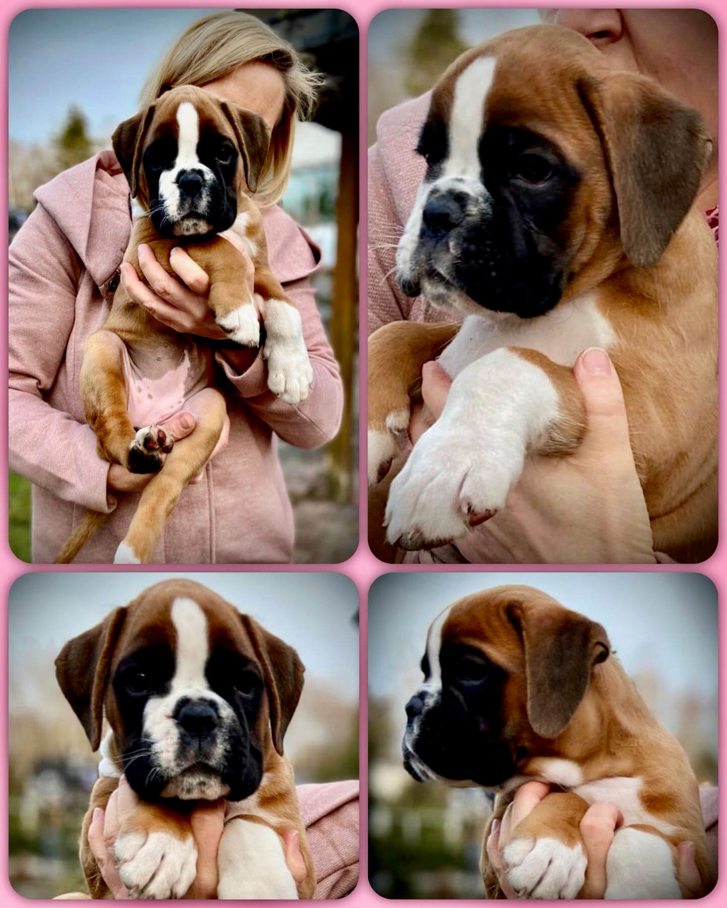 boxerwelpen aus Sachsen