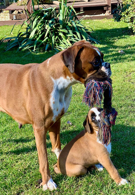 Arya and Bahia Hunde spielen zusammen
