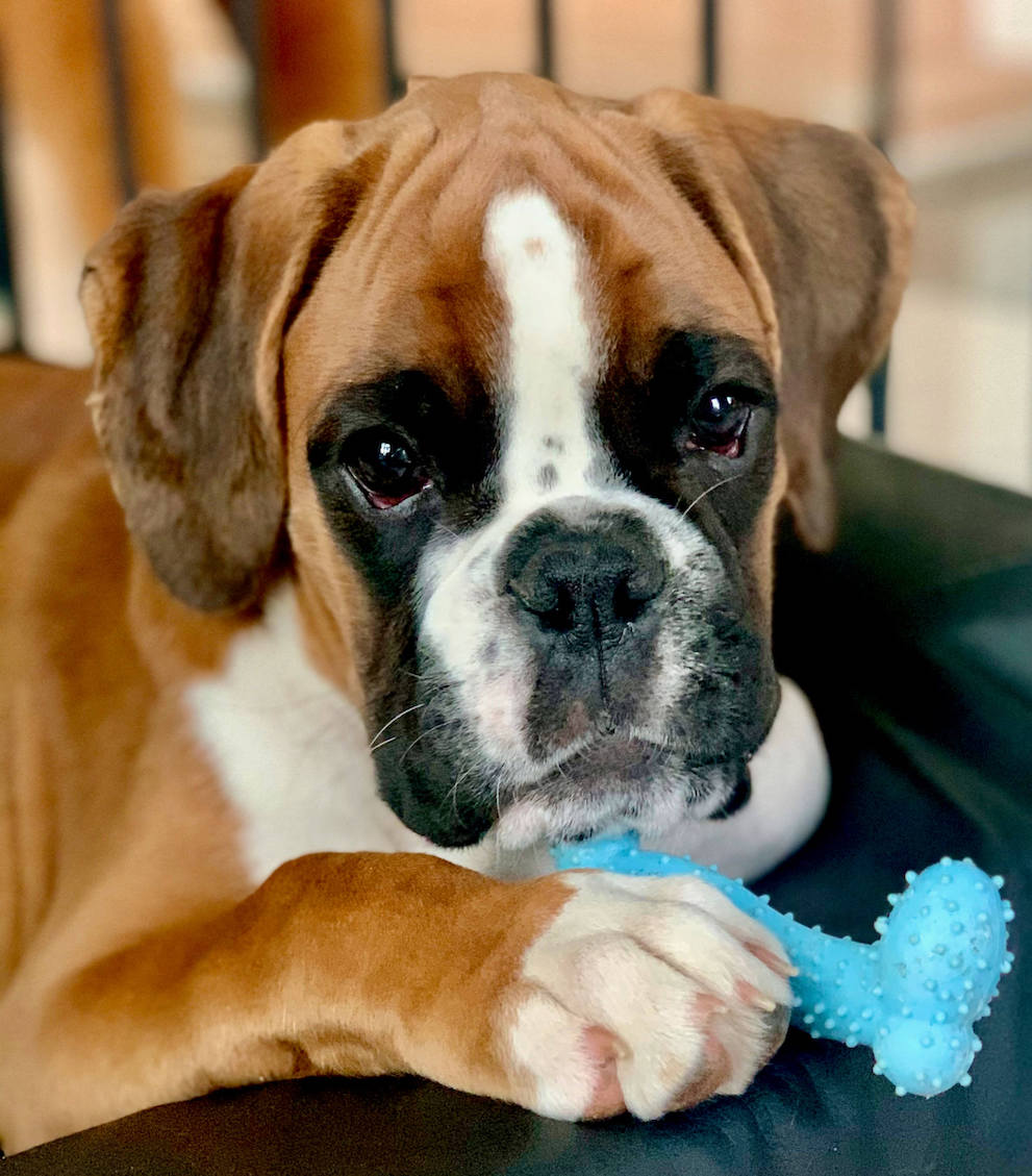 hübscher boxerwelpe aus Deutschland