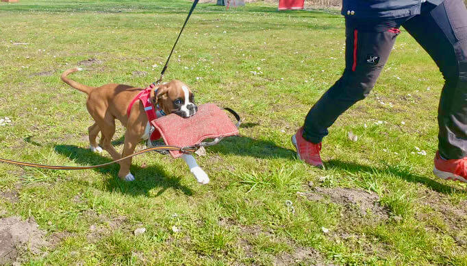 boxerwelpe auf dem Hundeplatz