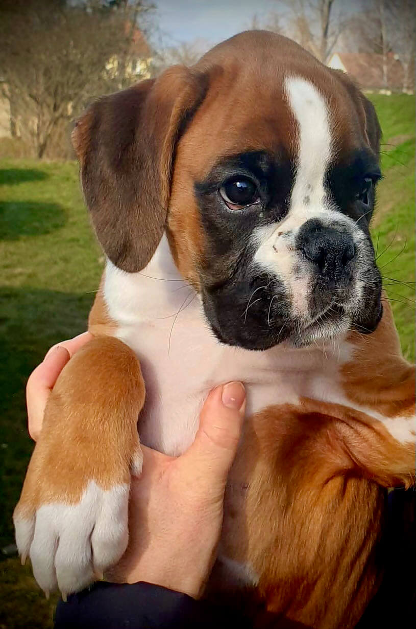 Bahia deutscher boxerwelpe