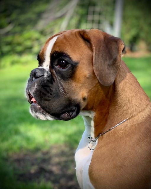 Jugendchampion Boxer Bahia