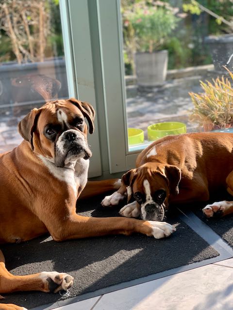 unsere Arya und Bahia beim chillen