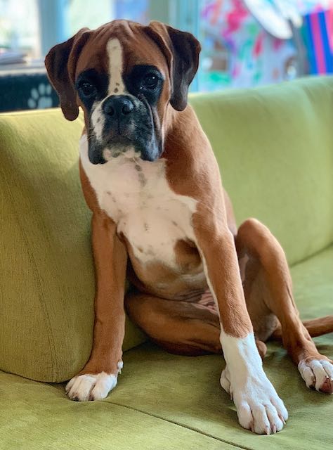 deutsche boxerwelpen aus Chemnitz Bahia