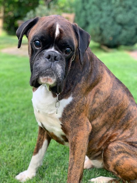 Sirius vom Hause Bresicke im Garten