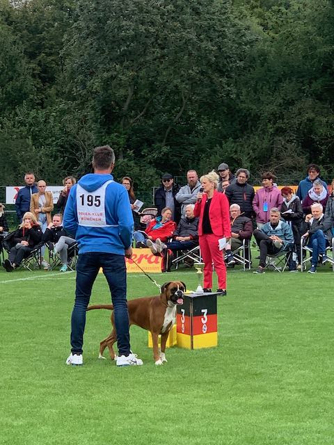 Deutscher Boxer Bahia in Leipzig