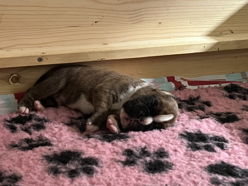 boxer Welpen vom Züchter