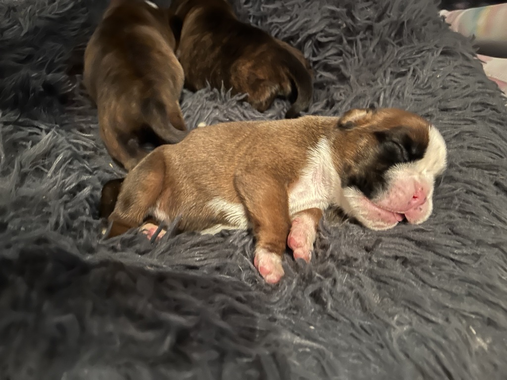 gestromte boterwelpen aus Chemnitz