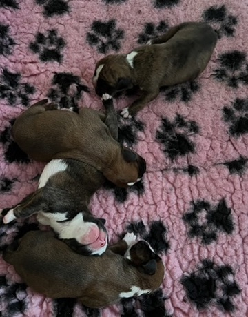 direkt vom Züchter boxerwelpen