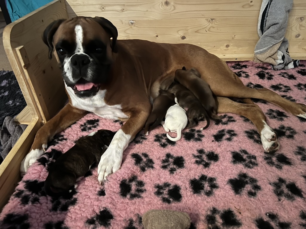 boxerwelpen vom zuechter