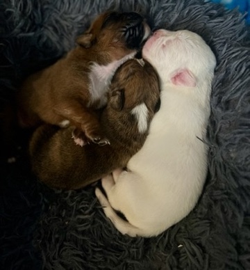 boxer welpen aus chemnitz