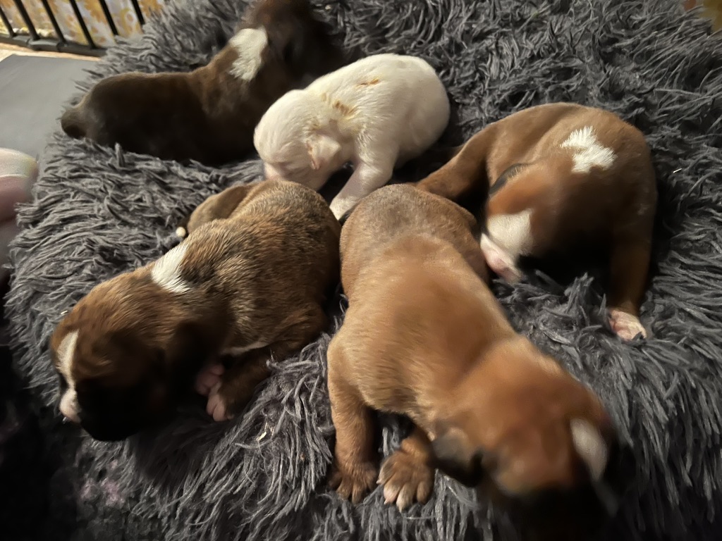 Hundewelpen alle färben